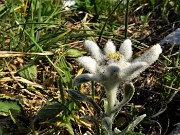 14 Leontopodium alpinum (Stella alpina) in crescita